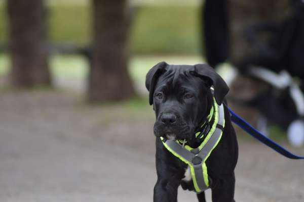 Challenge 23 : "  Euer Hund beim Frühlingserwachen "-Beitrag-Bild