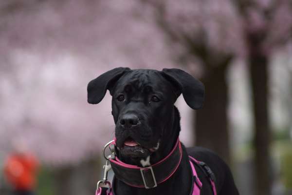 Challenge 23 : "  Euer Hund beim Frühlingserwachen "-Beitrag-Bild