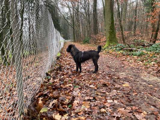 Hund aus dem Spanischen Tierschutz-Beitrag-Bild