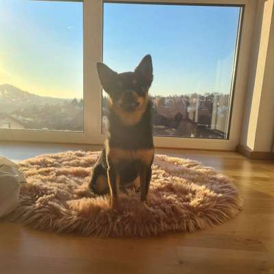 Hundetreffen-Hundebegegnungen trainieren-Bild