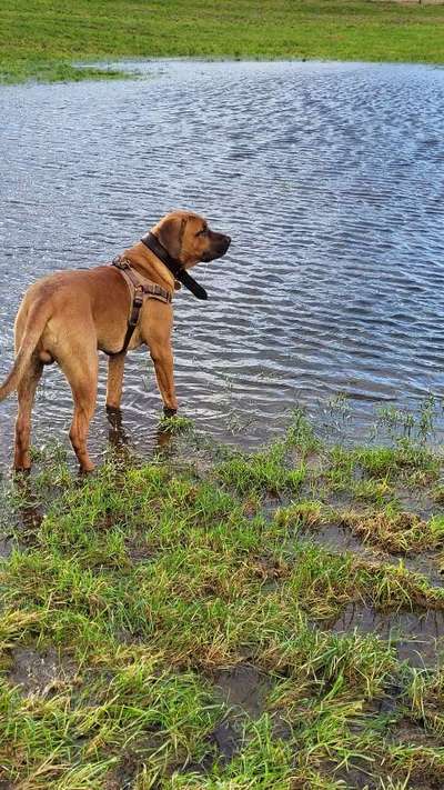 Rhodesian Ridgeback-Beitrag-Bild