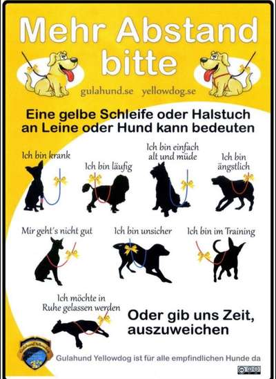 GELBER HUND-Beitrag-Bild