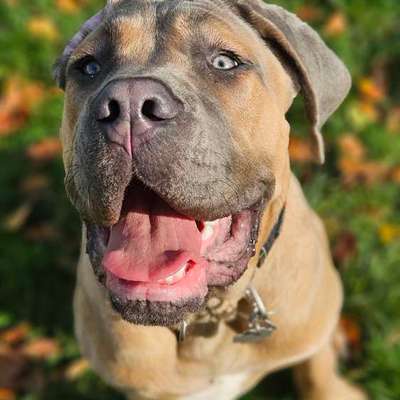 Hundetreffen-Spielpartner gesucht-Bild