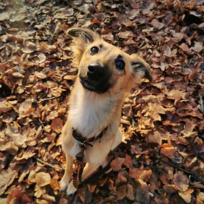 Hundetreffen-Hunderunde im Grünen-Bild