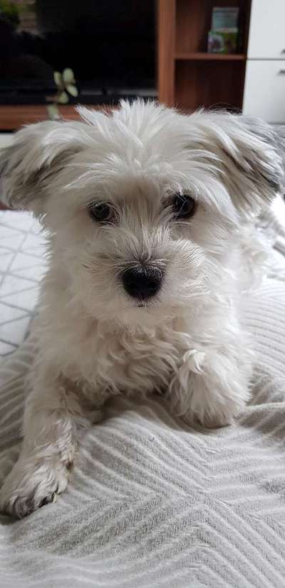 Havaneser dabei?:)-Beitrag-Bild