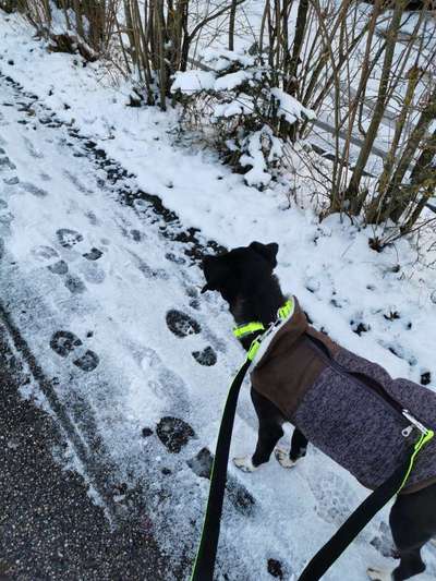 Foto Challenge Nr.: 114
Hunde im Schnee-Beitrag-Bild