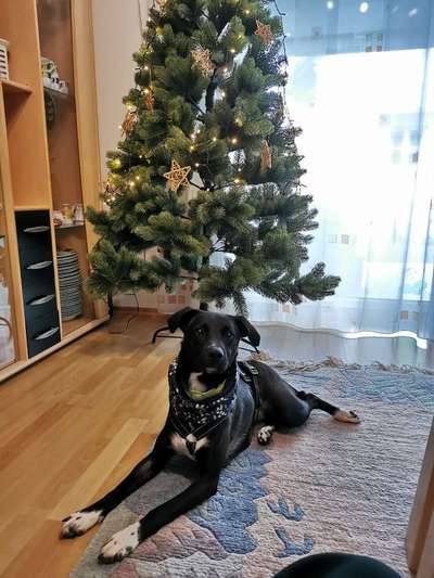 Dogorama Photo Challenge - Bescherung-Beitrag-Bild