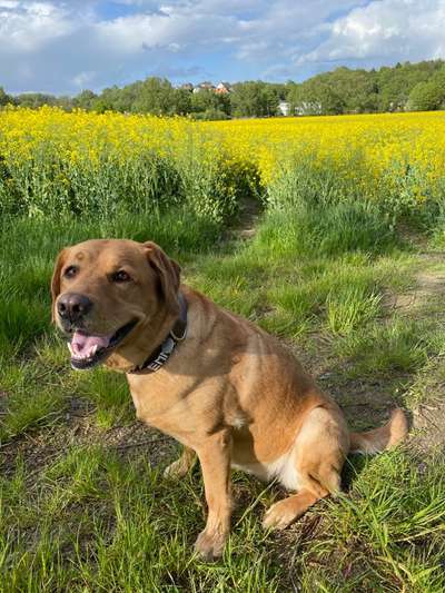 Die Dogorama Monats Challenge "Es grünt und blüht"-Beitrag-Bild