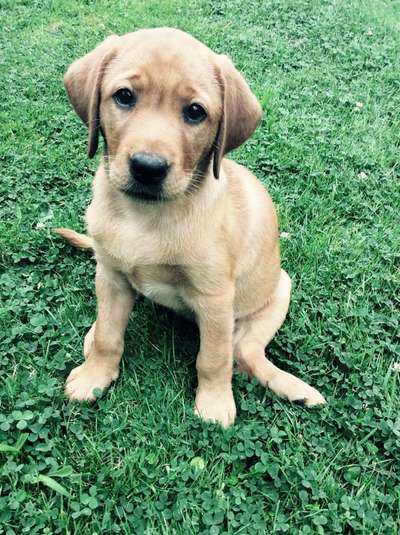 Welpen Bilder !-Beitrag-Bild