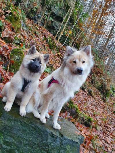 Eurasier hier?-Beitrag-Bild