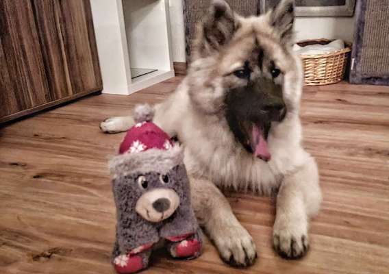 Fotochallenge Nr. 59 - Mein Hund zeigt die Zunge-Beitrag-Bild