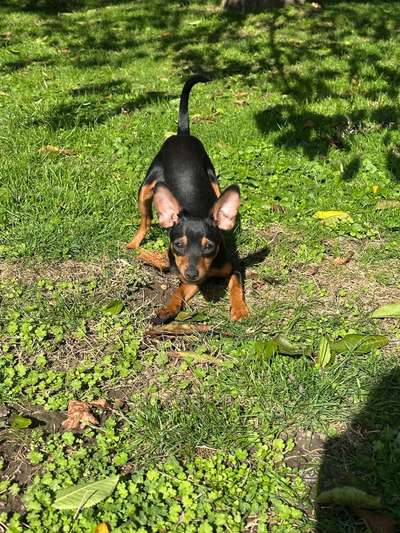 Prager Rattler-Beitrag-Bild