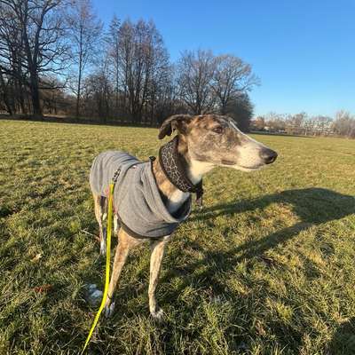 Hundetreffen-Suche Windhundfreunde Galgo Greyhound-Bild