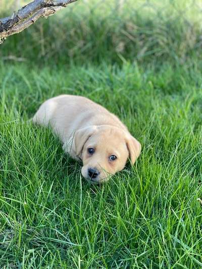 Mischlinge raten - Rätselspaß-Beitrag-Bild