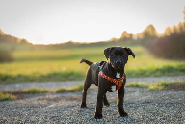 Welpen Bilder !-Beitrag-Bild