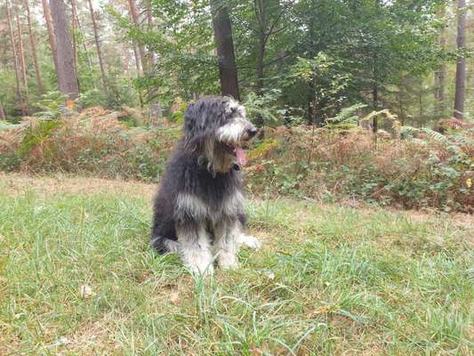 Altdeutsche Hütehunde-Beitrag-Bild