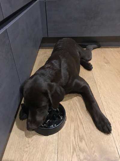 Labradorfans-Beitrag-Bild