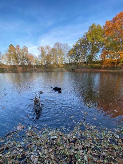 Hundetreffen-Badespaß Jüterbog & Nähe-Bild