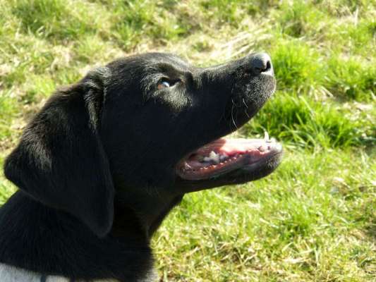 Labradorfans-Beitrag-Bild