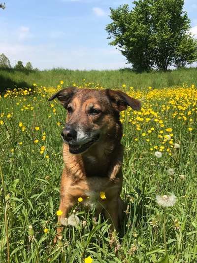 Mischlinge raten - Rätselspaß-Beitrag-Bild