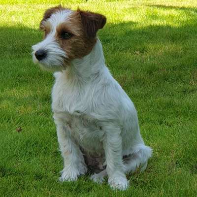 Hundetreffen-Kleine Hundekumpels...und Kumpelinnen gesucht