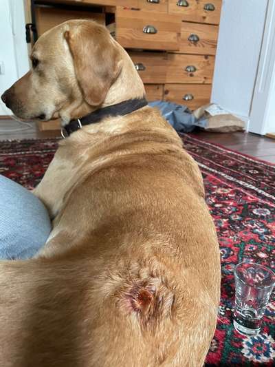 Tipps bei Bissverletzung?-Beitrag-Bild