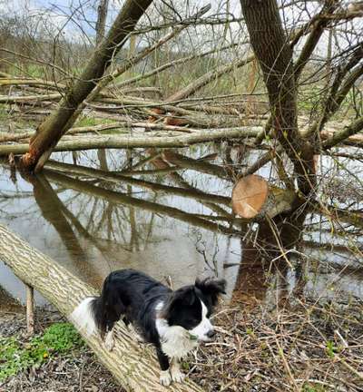 31. Collagen Challenge - Bänke/ Steine /Baumstümpfe-Beitrag-Bild