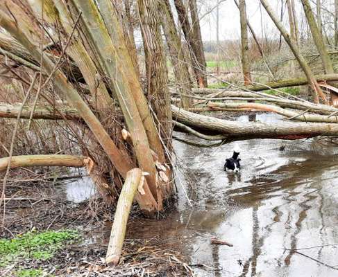 31. Collagen Challenge - Bänke/ Steine /Baumstümpfe-Beitrag-Bild