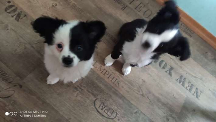 Welpen Bilder !-Beitrag-Bild