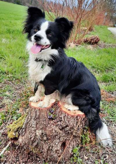 31. Collagen Challenge - Bänke/ Steine /Baumstümpfe-Beitrag-Bild