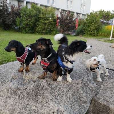 Hundetreffen-Spiele Runde-Bild