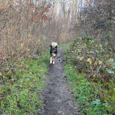 Hundetreffen-Treffen-Bild