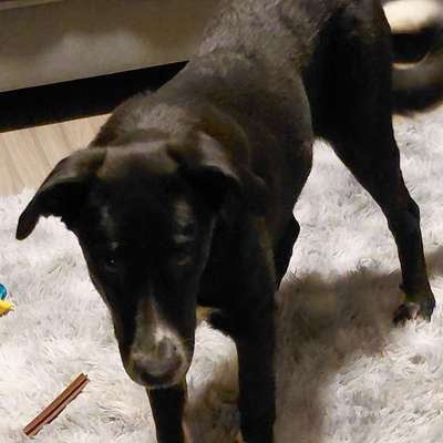 Hundetreffen-Gassirunde Wendelstein-Bild