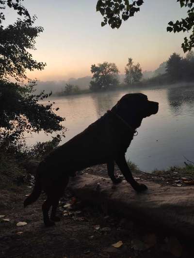 Die Dogorama Kalender Challenge Titelbild-Beitrag-Bild