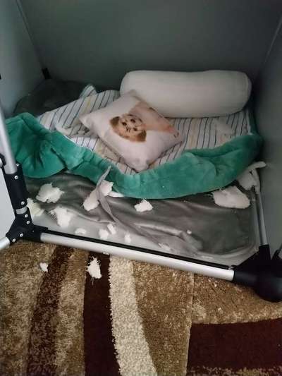 Zeig mir, dass du mit einem hund zusammenlebst....-Beitrag-Bild