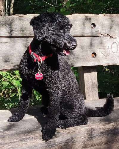 Alles rund um den Pudel-Beitrag-Bild