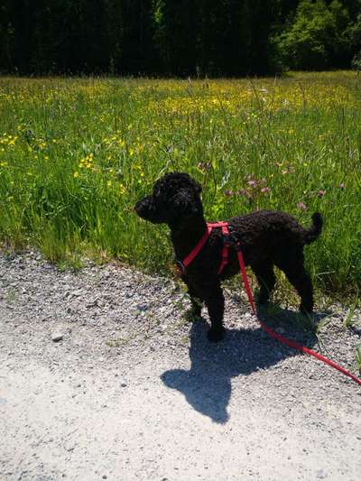 Die Dogorama Monats Challenge "Es grünt und blüht"-Beitrag-Bild