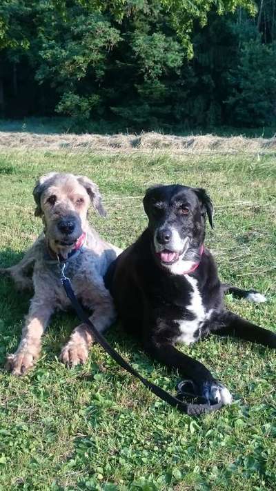 Unsere Fellnasen im Regenbogenland-Beitrag-Bild