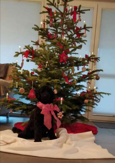 Alles rund um den Pudel-Beitrag-Bild