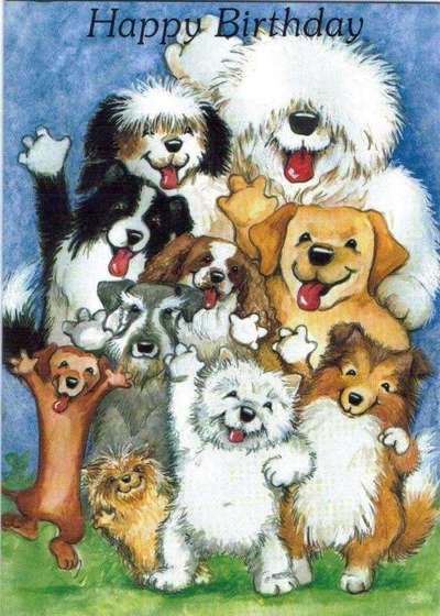 Alles rund um den Pudel-Beitrag-Bild