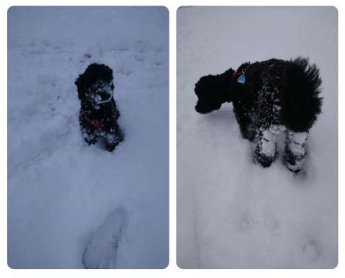 Alles rund um den Pudel-Beitrag-Bild