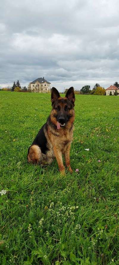 Dogorama Photo Challenge - Gassipause-Beitrag-Bild