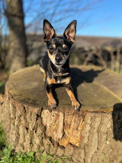 Gibt es noch weitere Rehpinscher oder Pinscher hier?-Beitrag-Bild