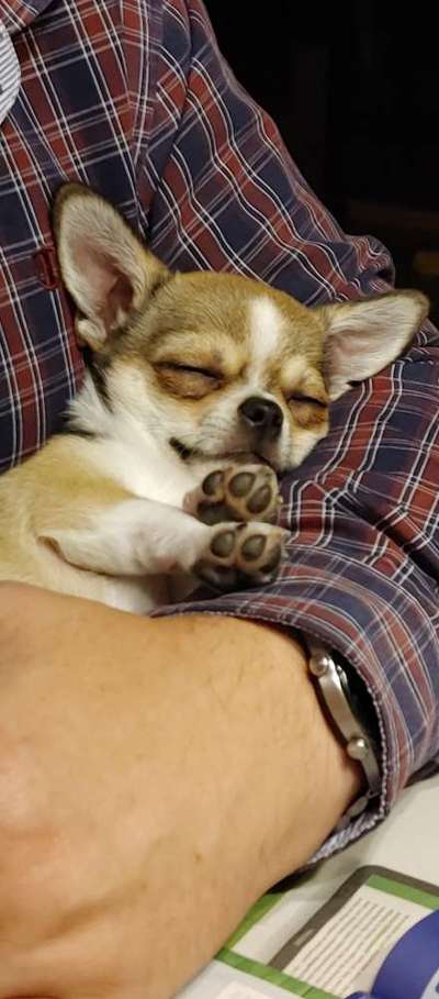 Wo sind die Chihuahua Besitzer ?-Beitrag-Bild