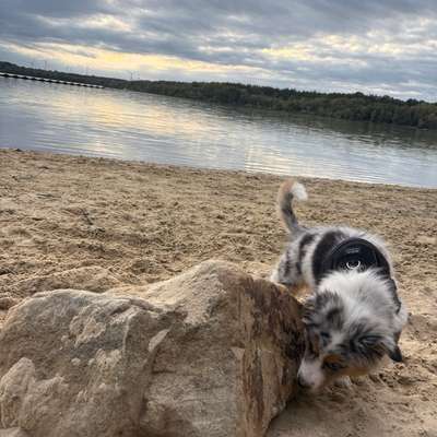 Hundetreffen-Milo würde sich über gemeinsame Spaziergänge und Toberunden freuen-Bild