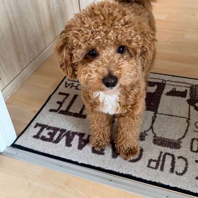 Hundetreffen-Playdate für meinen Toypudel-Bild