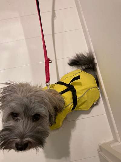 Havaneser dabei?:)-Beitrag-Bild