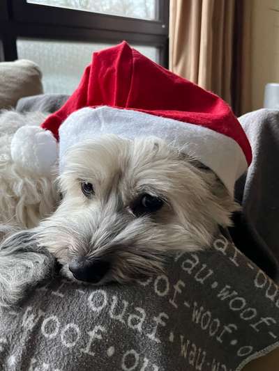 Havaneser dabei?:)-Beitrag-Bild