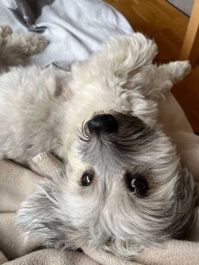 Havaneser-Beitrag-Bild