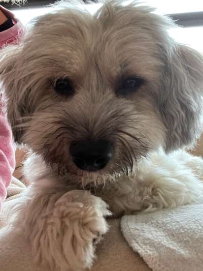 Havaneser-Beitrag-Bild